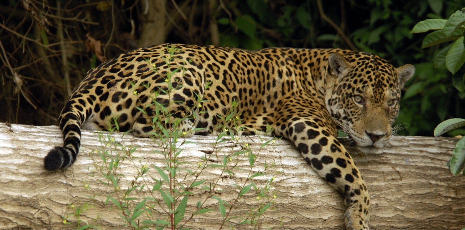 Amazon rainforest tours in Peru: wildlife, rivers, and lush forest